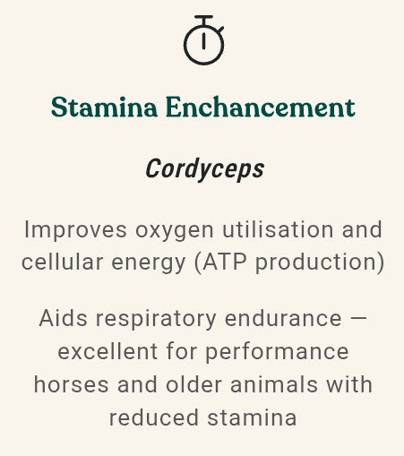 Equine Complex Mushroom Powder